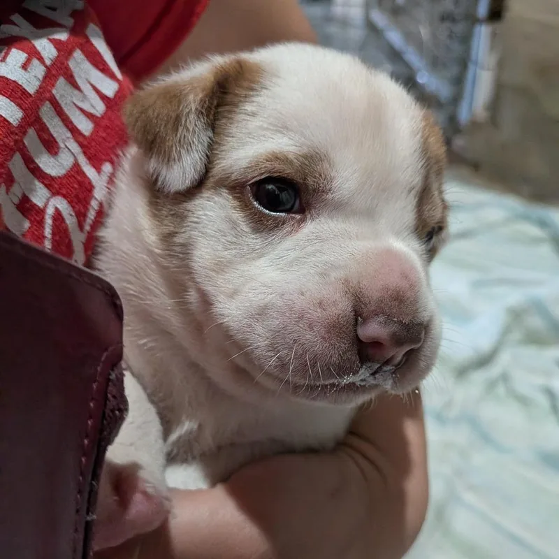 A baby medium-sized male White / Cream Mixed Breed dog named George Strait for adoption in Leander, TX