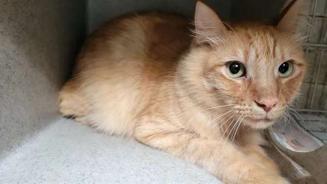 A young medium-sized male Domestic Long Hair cat named Simba for adoption in Downey, CA