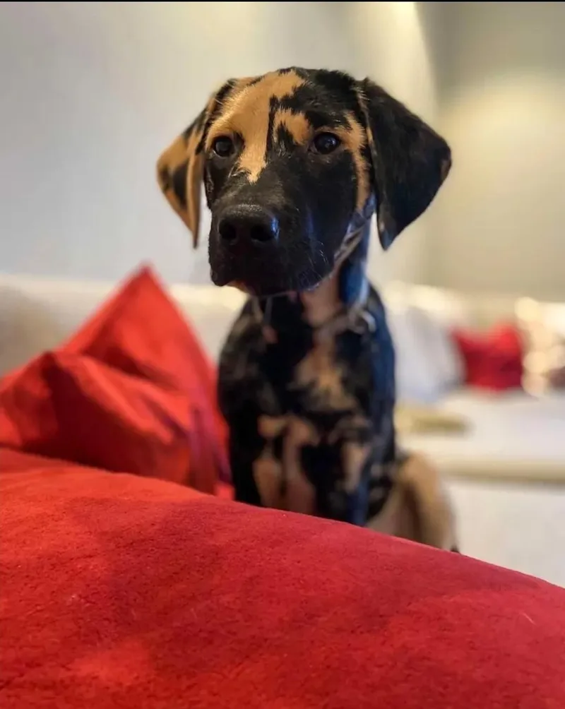 A young medium-sized male Labrador Retriever dog named Abbott for adoption in Palatine, IL