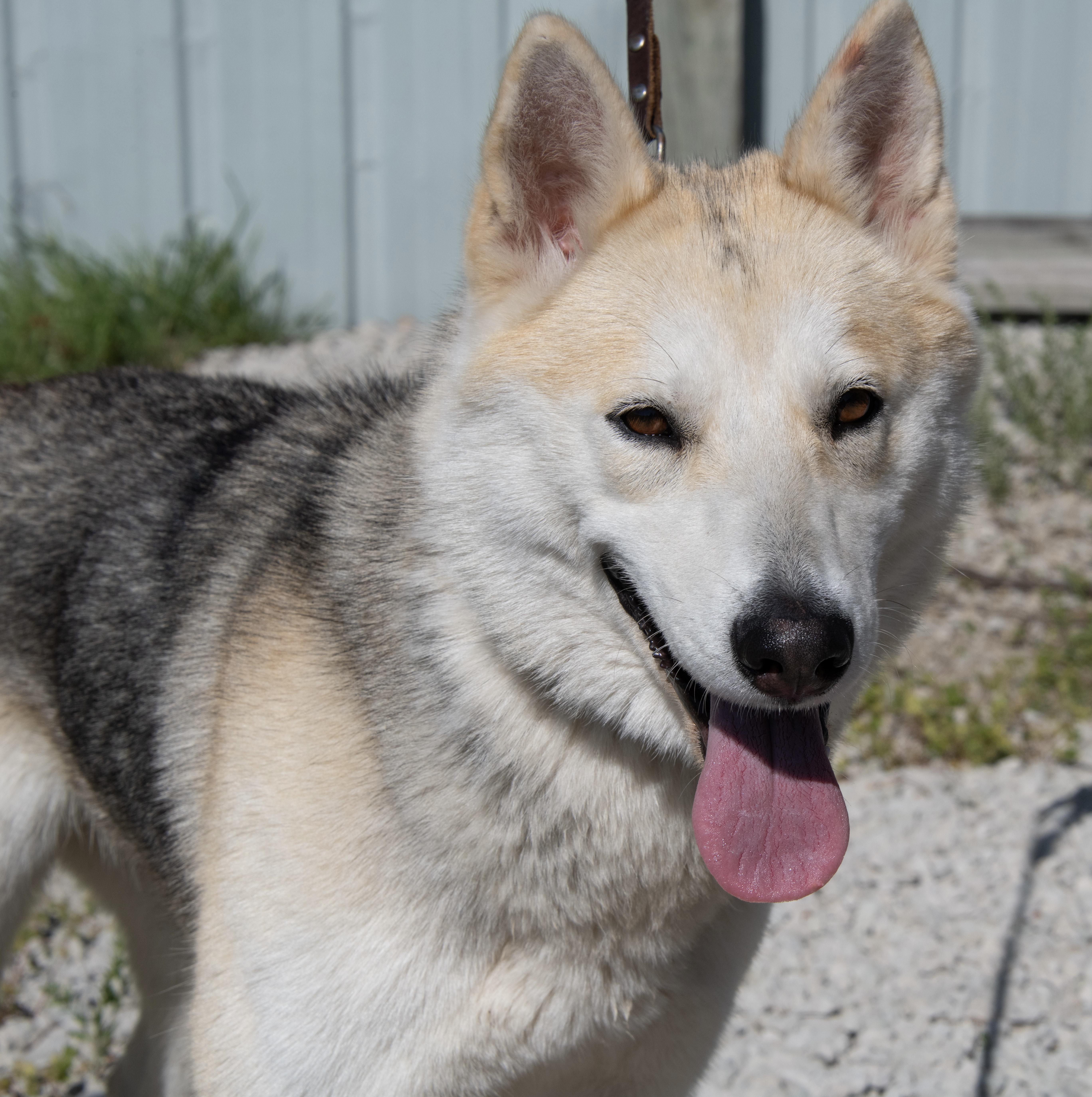 A young medium-sized female Apricot / Beige Siberian Husky dog named Dakota for adoption in Mayetta, KS