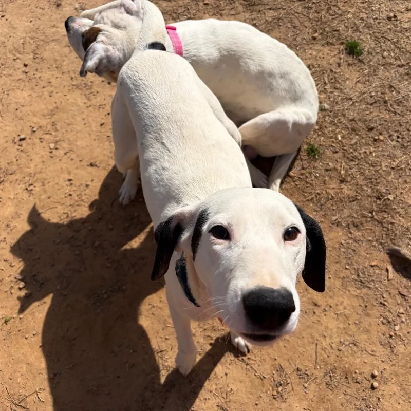 Maraschino thumbnail 2