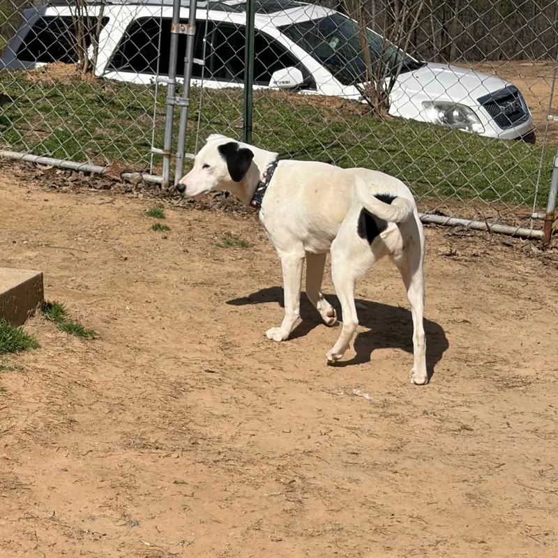 Maraschino thumbnail 3