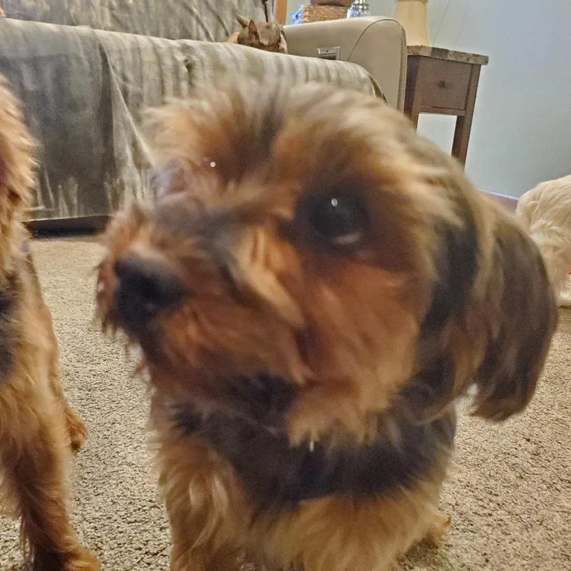 An adult small-sized female Black Yorkshire Terrier dog named Pearl for adoption in Rochester, MN