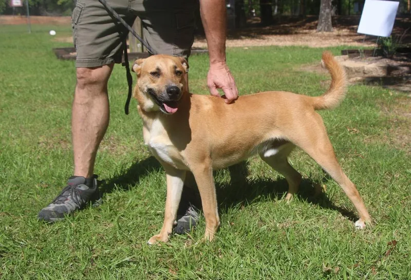 An adult medium-sized male Carolina Dog dog named Chex for adoption in Brookhaven, MS