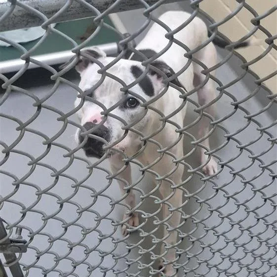 An adult medium-sized male White / Cream Pit Bull Terrier dog named Dexter for adoption in Tacoma, WA