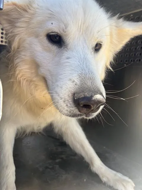 Snowball