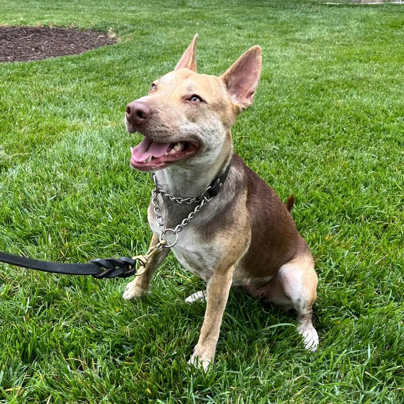 An adult medium-sized female Brindle Shepherd dog named Renata for adoption in Long Island City, NY