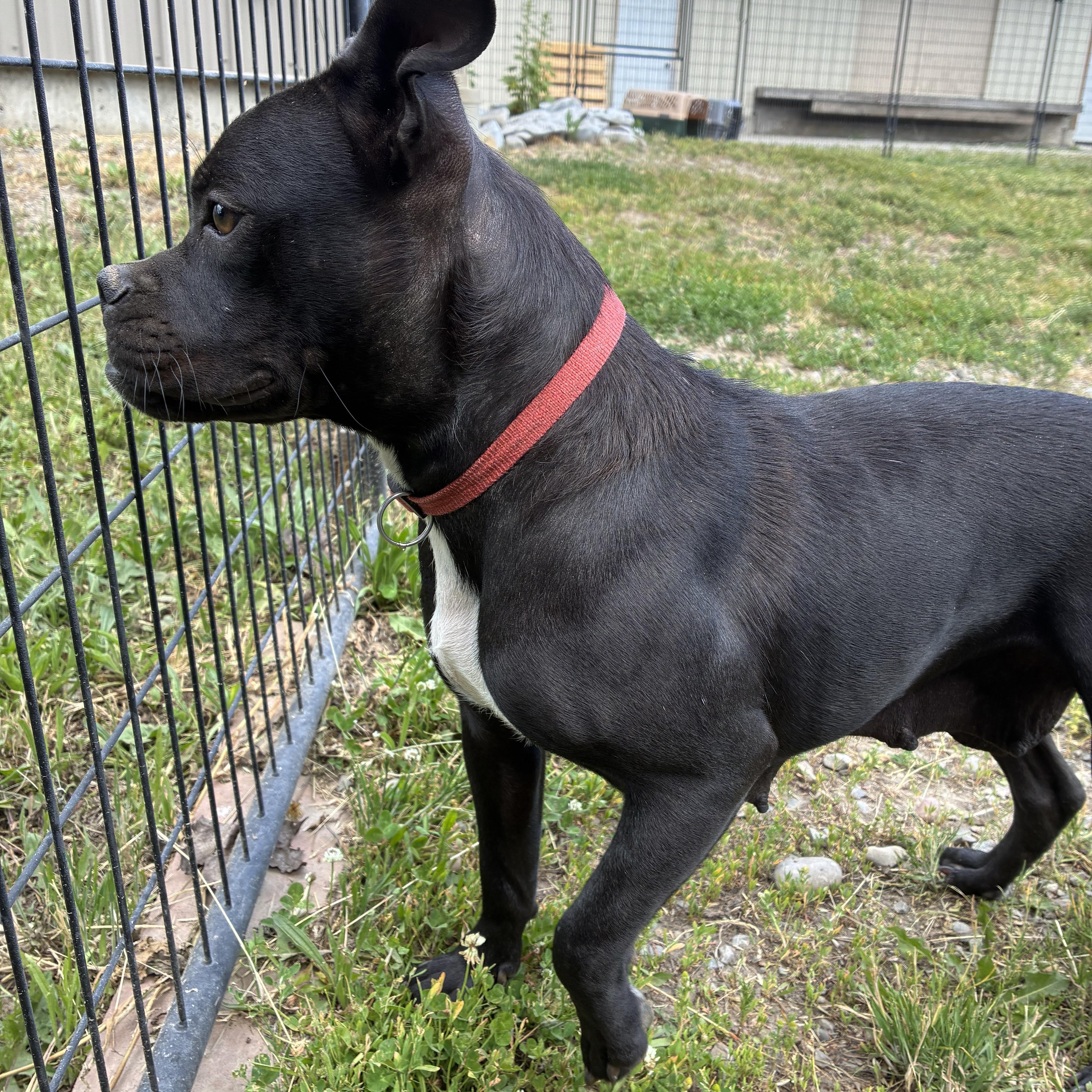An adult medium-sized female Black Mixed Breed dog named Shelby for adoption in Bonners Ferry, ID