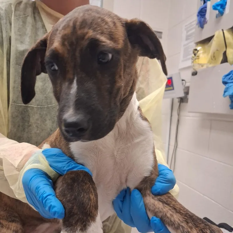 A baby small-sized female Brindle Mixed Breed dog named Baby on Board for adoption in Murray, UT