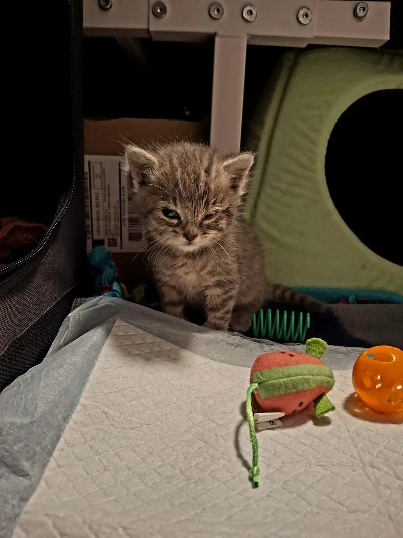 A baby small-sized male Domestic Short Hair cat named Axel for adoption in Crookston, MN