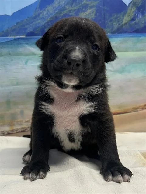 A baby small-sized female American Staffordshire Terrier dog named Sophia for adoption in San Antonio, TX
