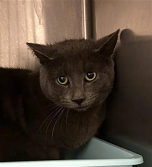 An adult medium-sized male Domestic Short Hair cat named A for adoption in Saginaw, MI