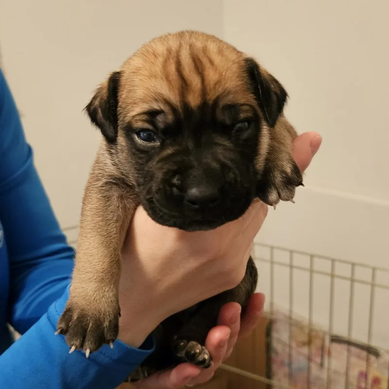 Rose Pup  Tito thumbnail 2