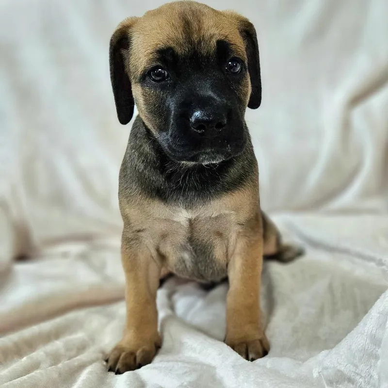 Rose Pup  Tito thumbnail 3