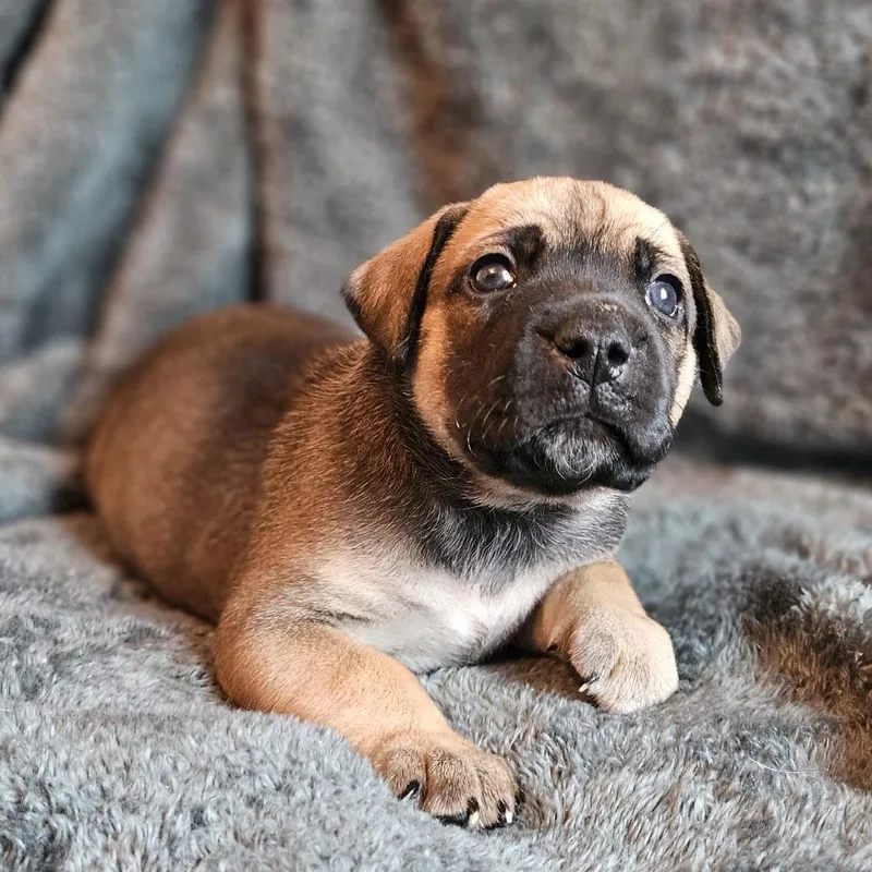 Rose Pup  Tito thumbnail 4