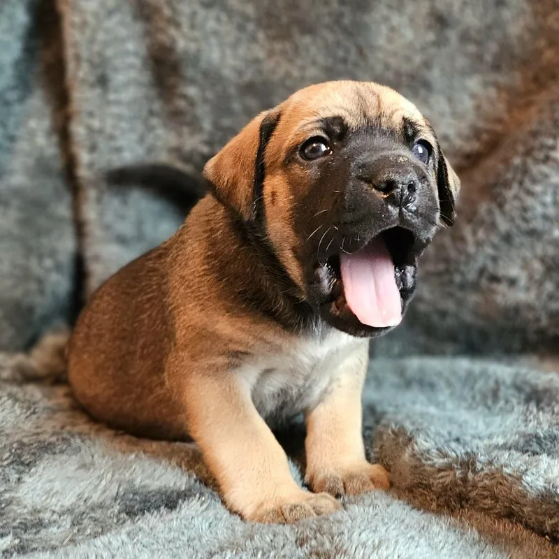 Rose Pup  Tito thumbnail 5