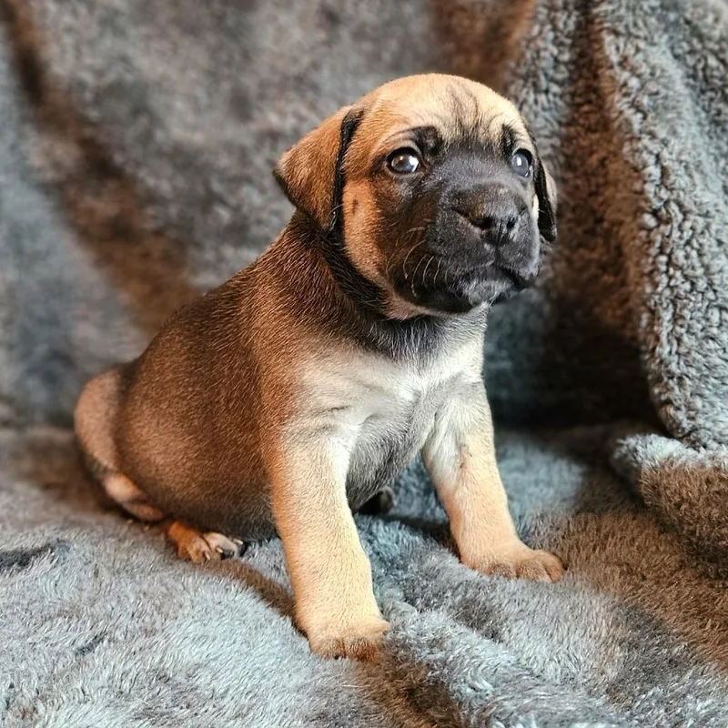 Rose Pup  Tito thumbnail 6