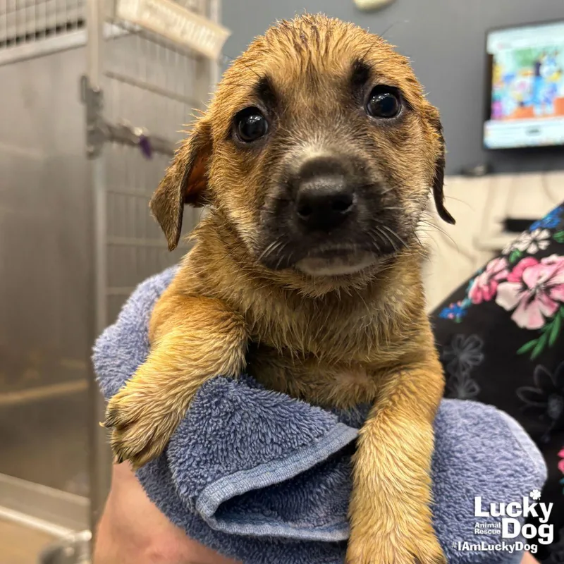 A baby large-sized male Retriever dog named Lucuma for adoption in Washington, DC