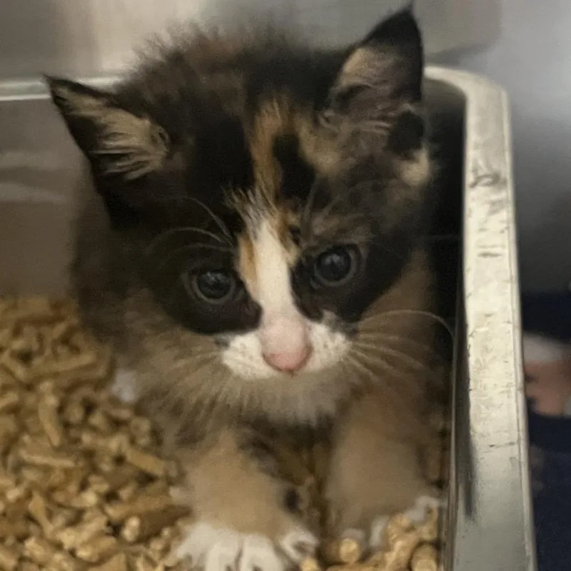 A baby small-sized female Calico Domestic Short Hair cat named Nurse for adoption in Pensacola, FL