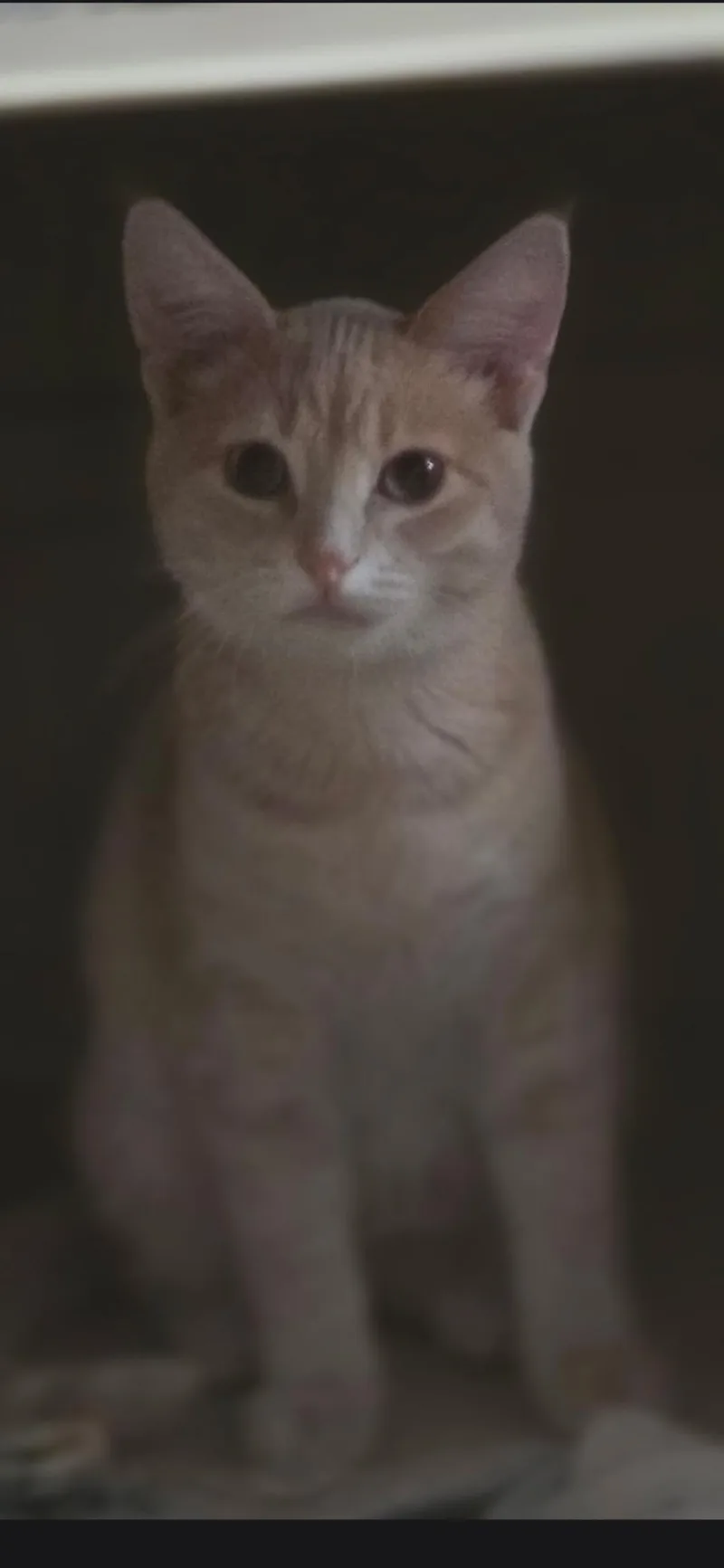 A baby large-sized male Buff / Tan / Fawn Domestic Short Hair cat named Sven for adoption in Medford, WI