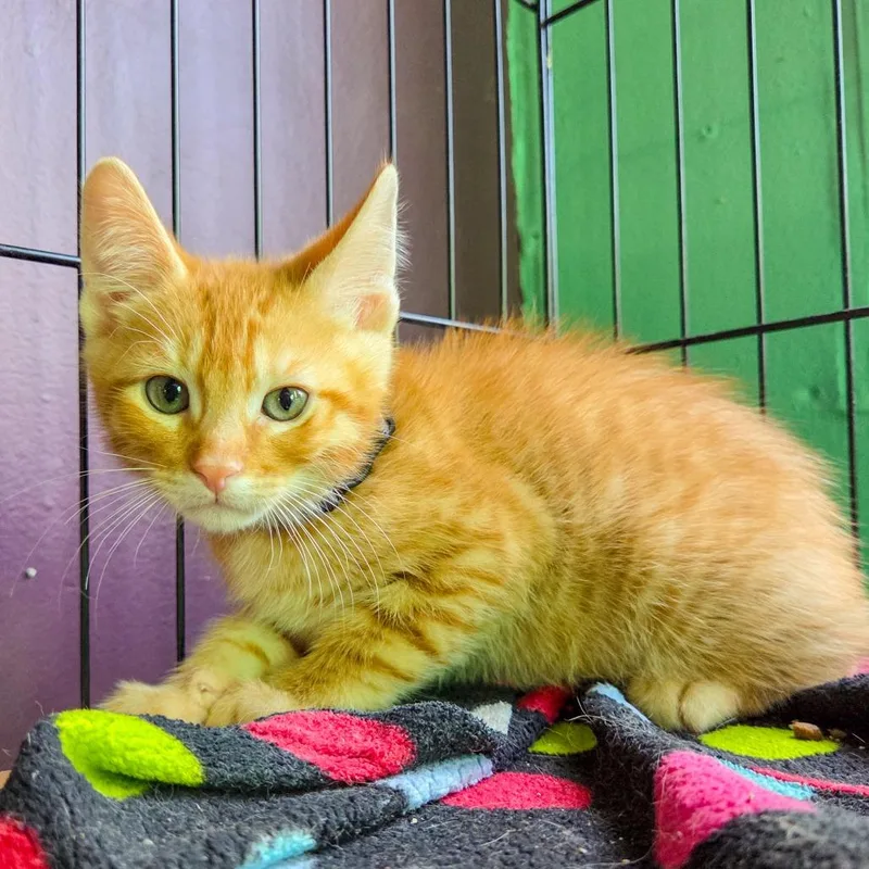 A baby small-sized male Orange / Red Domestic Short Hair cat named Gaslight for adoption in San Diego, CA