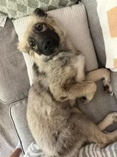 Roo