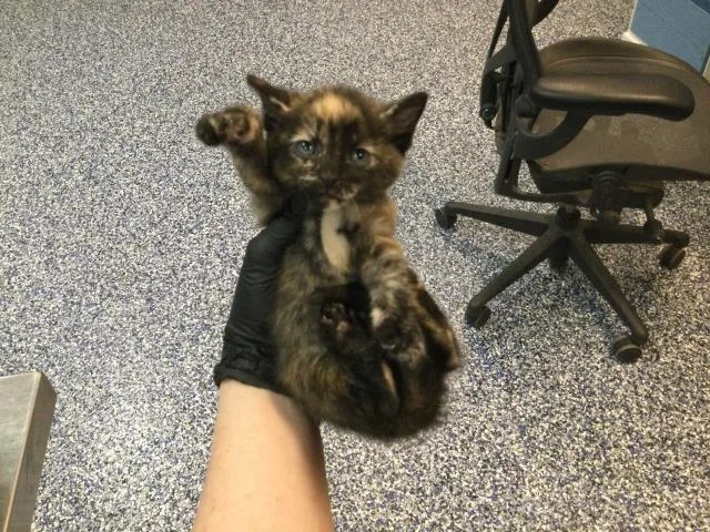 A baby small-sized female Domestic Short Hair cat named A for adoption in Thousand Palms, CA