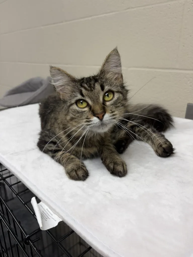An adult medium-sized female Tabby (Brown / Chocolate) Domestic Medium Hair cat named Maple for adoption in Valparaiso, IN