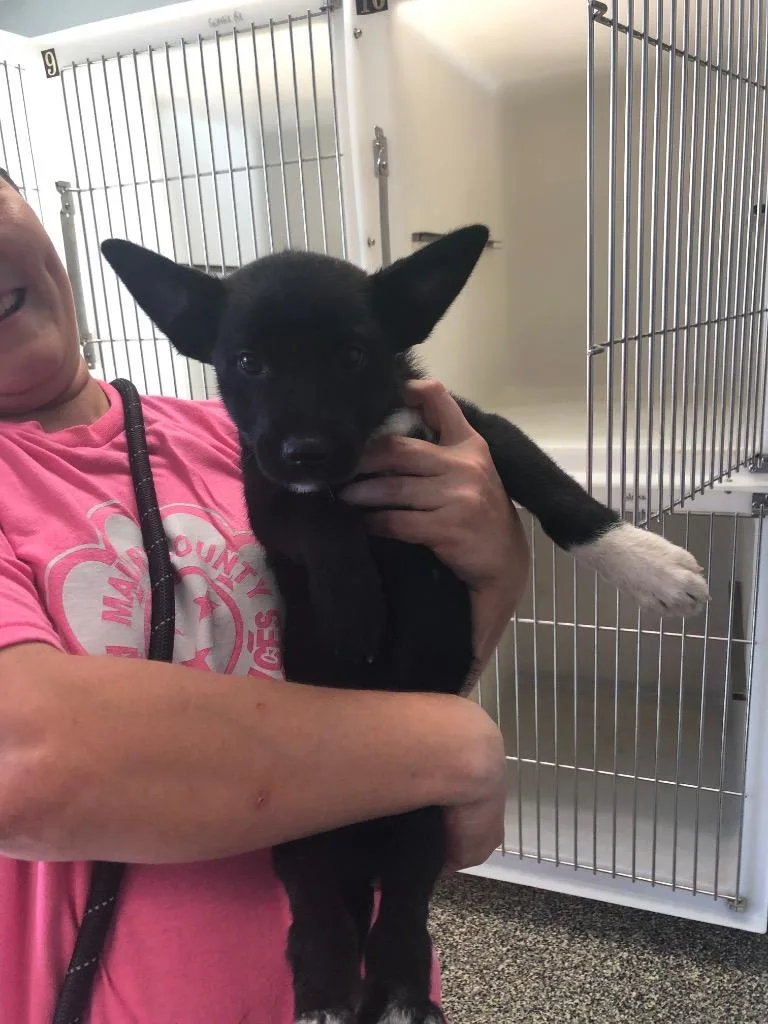 A baby medium-sized female Mixed Breed dog named Judy for adoption in Columbia, TN