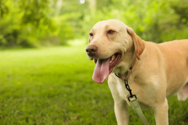 Scout  Transport thumbnail 4