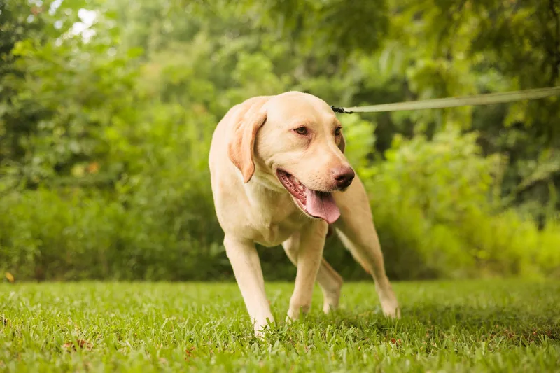 Scout  Transport thumbnail 5