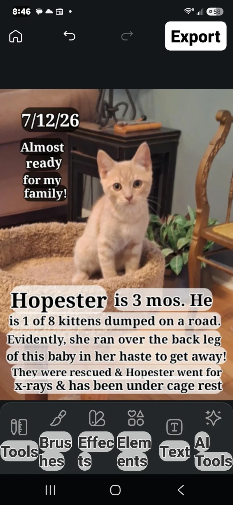 A young medium-sized male Orange / Red British Shorthair cat named Hopester for adoption in Staunton, VA