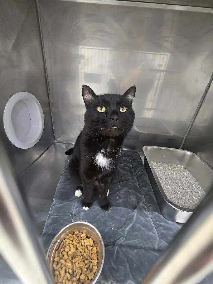 A young large-sized male Domestic Short Hair cat named Rook for adoption in Glenfield, NY