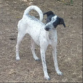 An adult medium-sized female Feist dog named Bluebell for adoption in Shreveport, LA