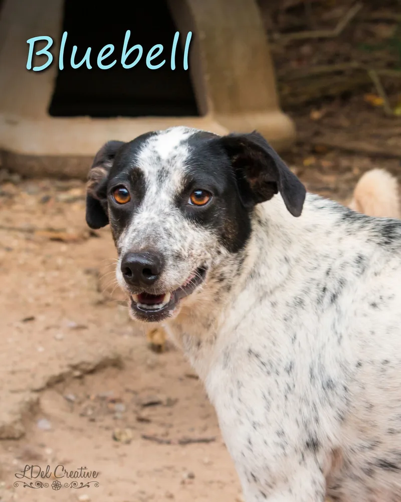 Bluebell thumbnail 2