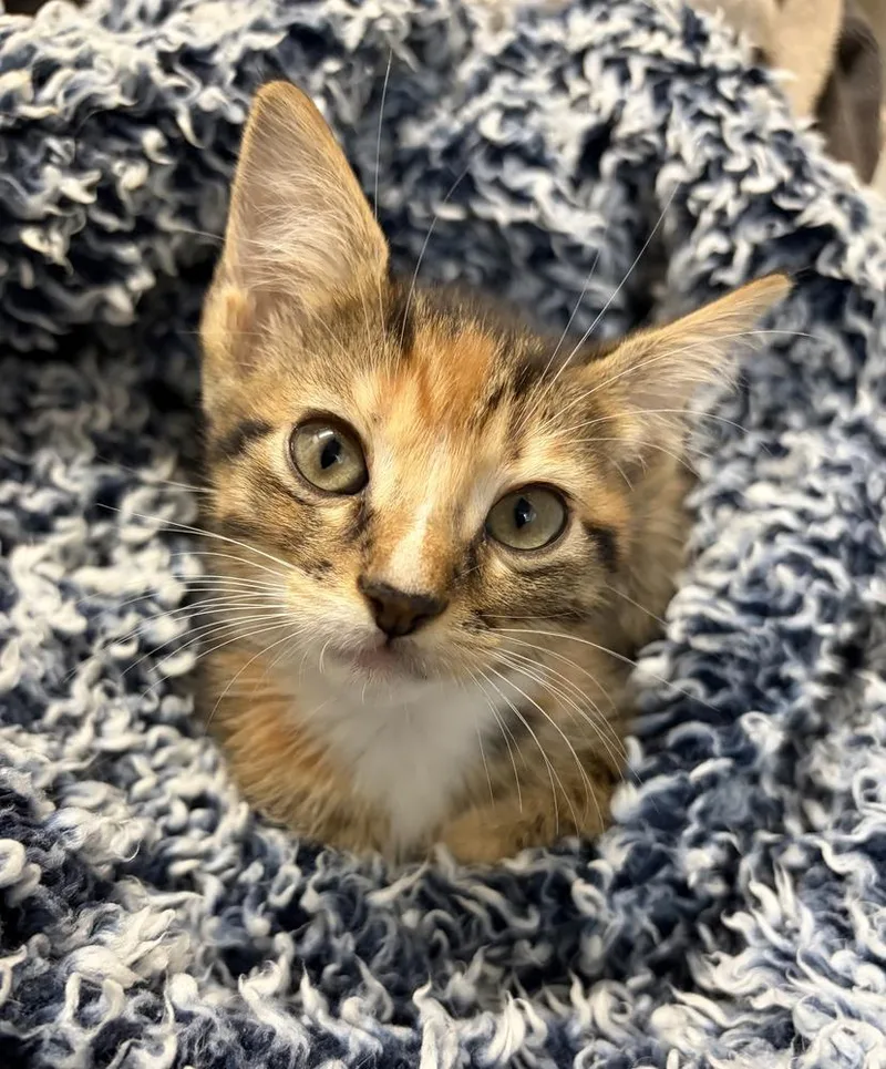 A baby small-sized female American Shorthair cat named Minneola for adoption in Tampa, FL