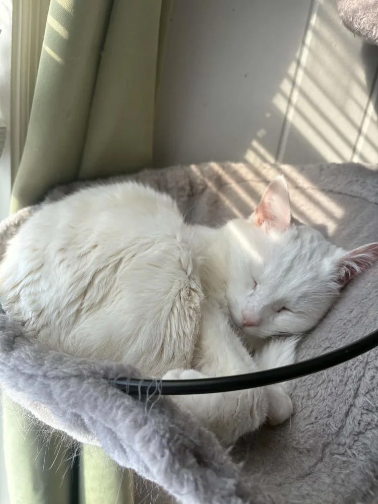 Chloe Xxxvi thumbnail 2