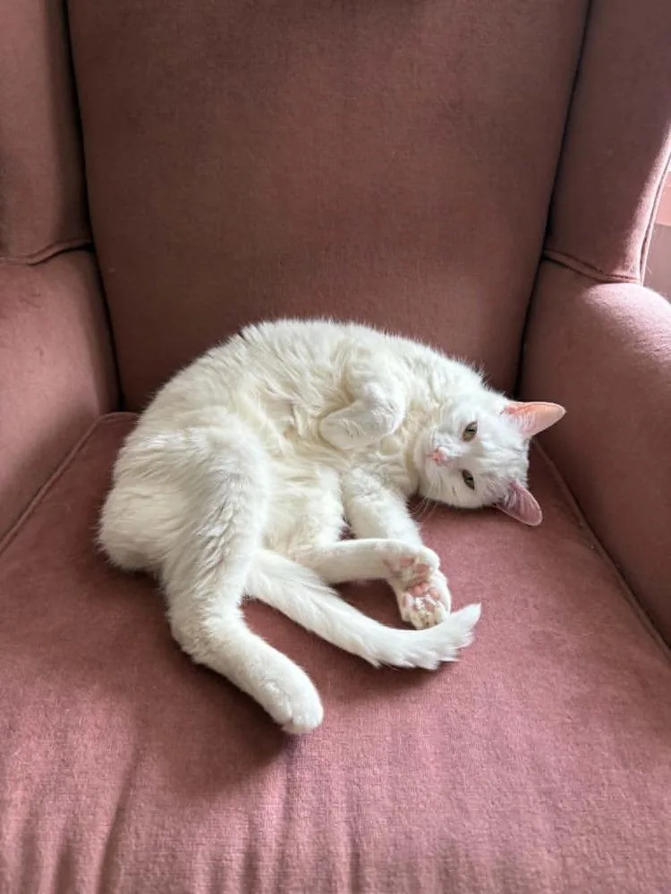 Chloe Xxxvi thumbnail 3