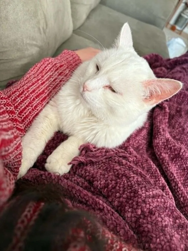 Chloe Xxxvi thumbnail 4