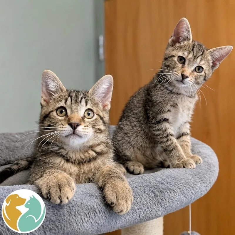A baby small-sized male Brown / Chocolate Domestic Short Hair cat named Bernard for adoption in Toledo, OH