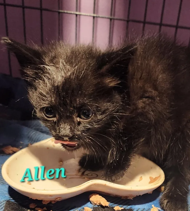 A baby small-sized male Domestic Short Hair cat named Allen for adoption in Cambridge, MD