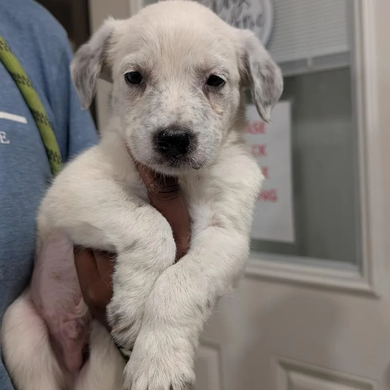A baby medium-sized male White / Cream Cattle Dog dog named Gibby for adoption in Buchanan Dam, TX