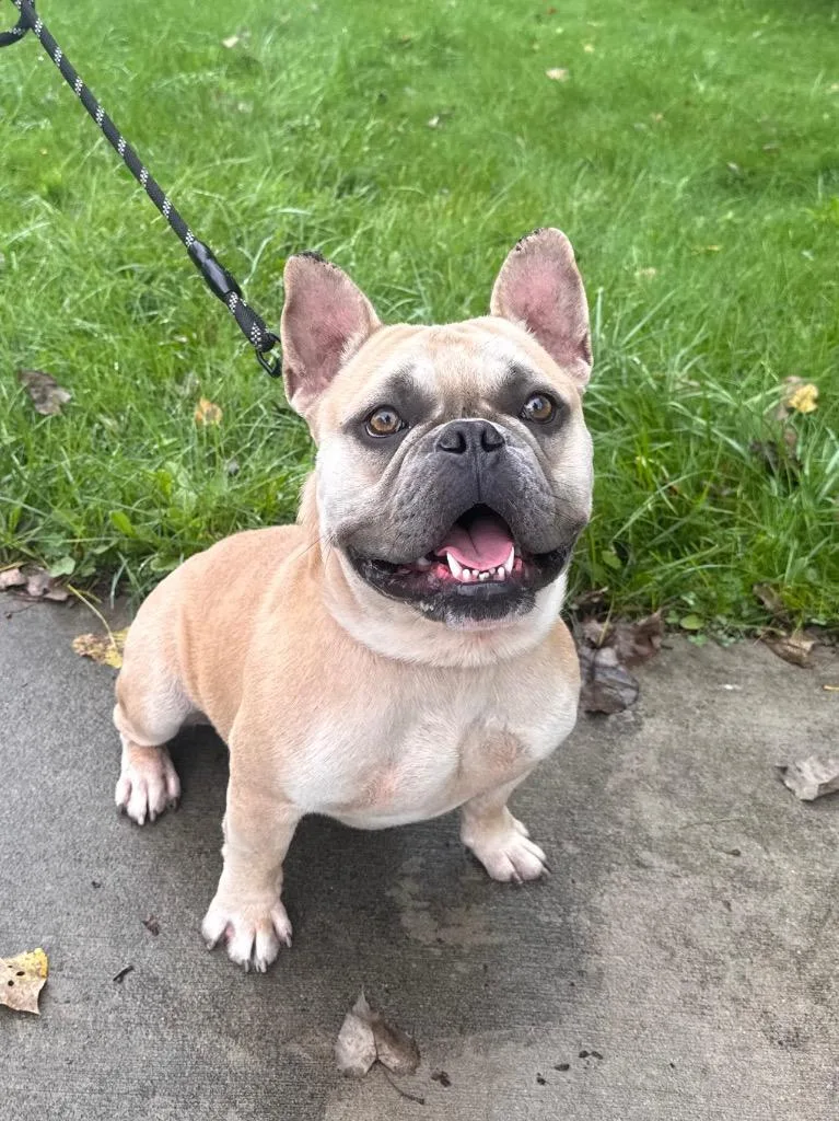 A young medium-sized male French Bulldog dog named Prince for adoption in Muskegon, MI
