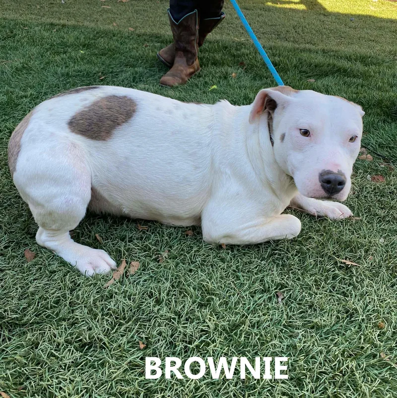 An adult medium-sized female American Staffordshire Terrier dog named Brownie for adoption in Washington, GA