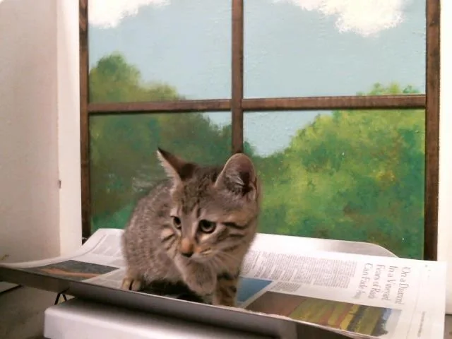 A baby small-sized female Domestic Short Hair cat named Sallie for adoption in Houston, TX