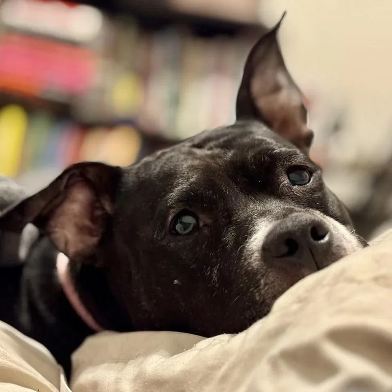 Carly Witwicky thumbnail 2