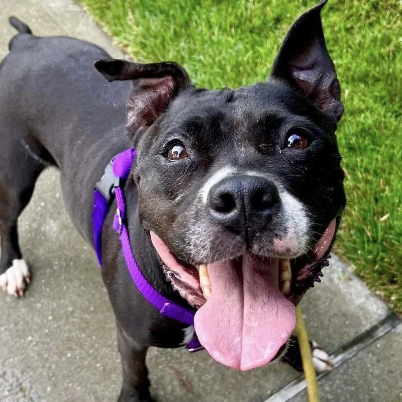 Carly Witwicky thumbnail 3