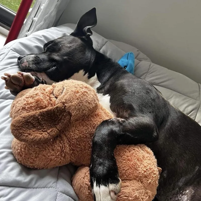 Carly Witwicky thumbnail 4