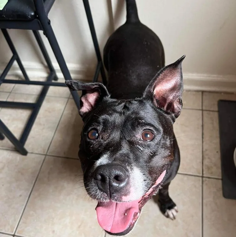 Carly Witwicky thumbnail 5