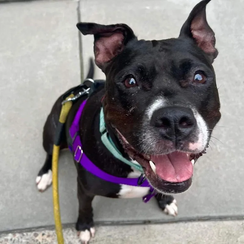 Carly Witwicky thumbnail 6